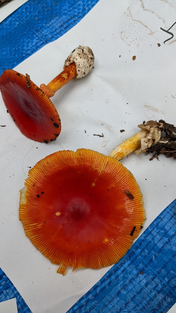 Amanita caesareoides · October 2022 · photo: © atsushi_nakajima_cirque (iNaturalist, cc-by)