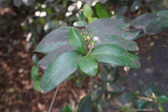 Pyrostria commersonii