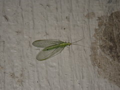 Chrysoperla