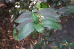 Pyrostria commersonii