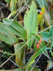 Convallaria majalis