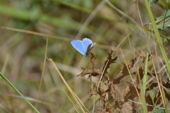 Polyommatus bellargus