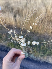 Lepidium perfoliatum