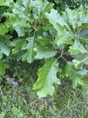Quercus velutina