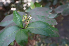 Pyrostria commersonii