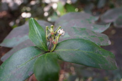 Pyrostria commersonii