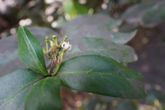 Pyrostria commersonii