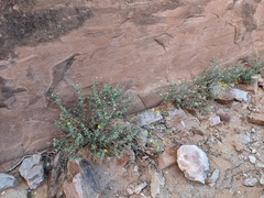 Heterotheca hirsutissima
