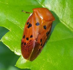 Homalostethus tabulatus