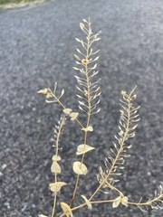 Lepidium perfoliatum