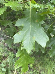 Quercus velutina