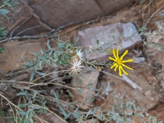 Heterotheca hirsutissima