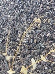 Lepidium perfoliatum