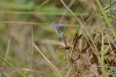 Polyommatus bellargus