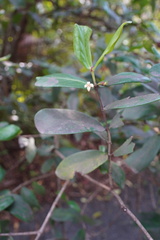 Pyrostria commersonii