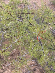 Vachellia vernicosa