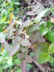 Oxalis barrelieri