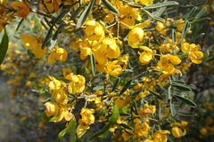 Senna artemisioides coriacea
