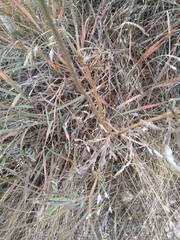 Ratibida columnifera