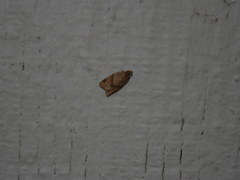 Clepsis peritana