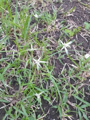 Rhynchospora colorata