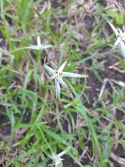 Rhynchospora colorata