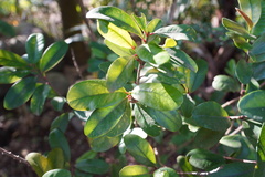 Erythroxylum laurifolium