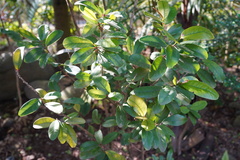 Erythroxylum laurifolium