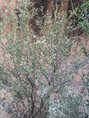 Amelanchier utahensis