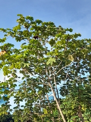 Cecropia peltata