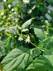 Solanum nigrescens