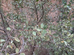 Amelanchier utahensis