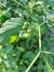 Solanum nigrescens