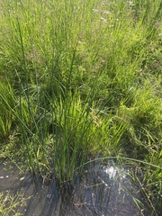 Schoenoplectus tabernaemontani