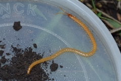 Geophilus flavus