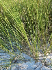 Sporobolus pumilus