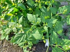Solanum nigrescens