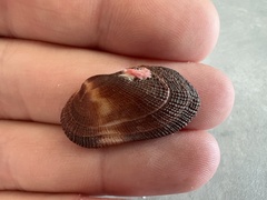 Barbatia