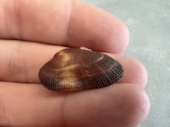 Barbatia