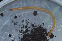 Geophilus flavus