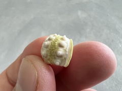 Echinoidea