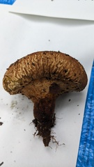 Calvatia craniiformis