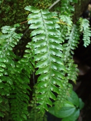 Hymenasplenium unilaterale