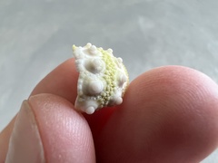 Echinoidea