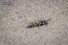 Microbembex monodonta