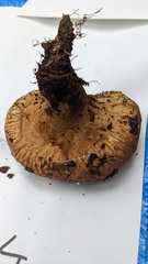 Calvatia craniiformis