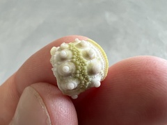 Echinoidea