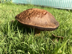 Leccinum scabrum