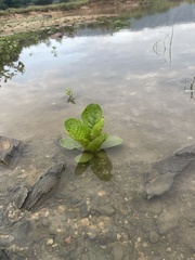 Calotropis gigantea