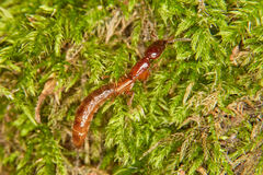 Xantholinus